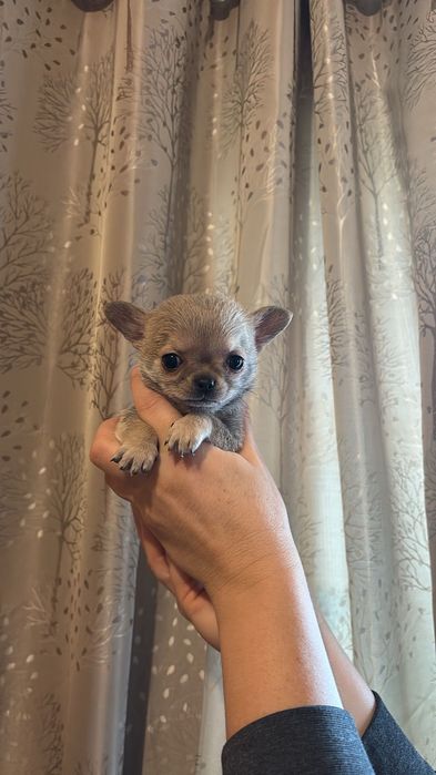 Чихуахуа кучета 2