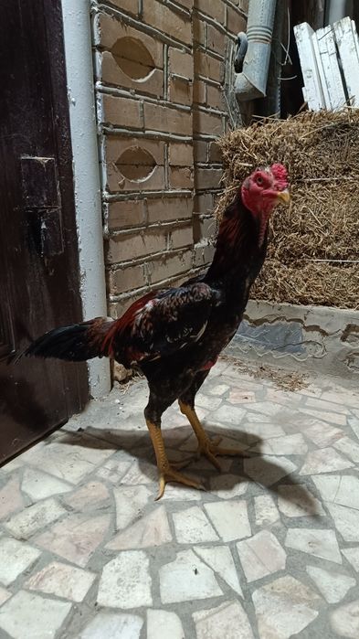 Ishqibozlar aloqaga chiqsin