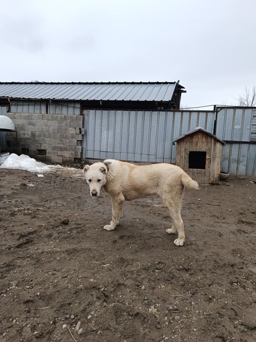 щенок сао алабай