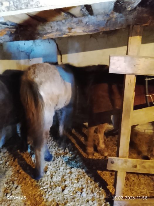 Продам жеребят номер телефона