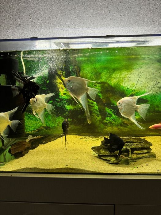 Acvariu 200 l cu stand