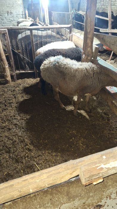 Bugʻoz qòylar sotiladi qirgʻizni qòylari