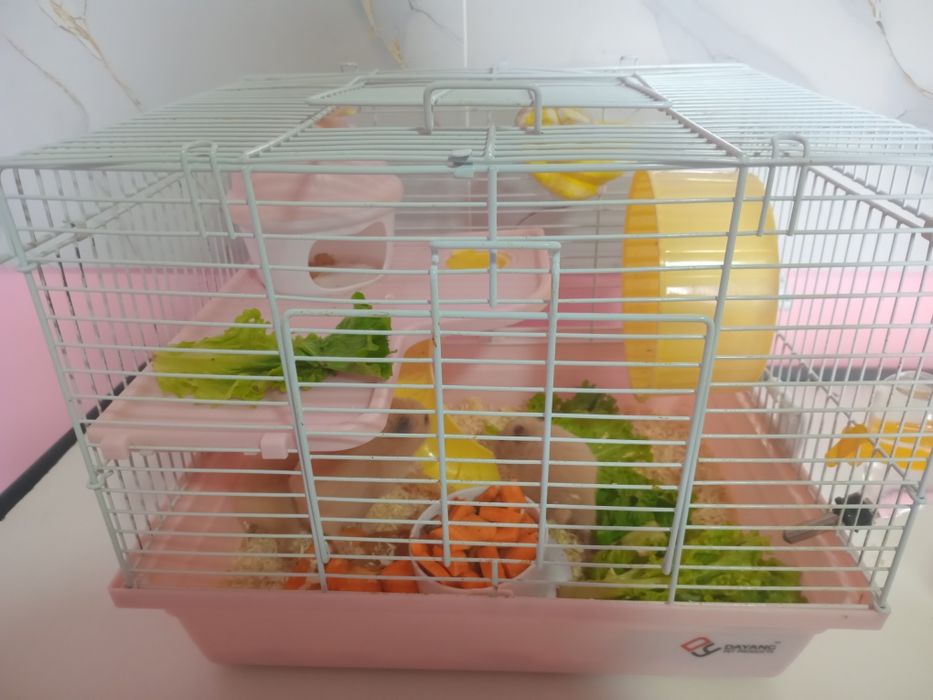 Хомяки ручные очень красивые