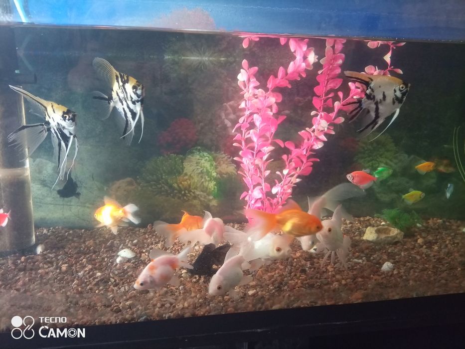 Akvarium va baliqlar