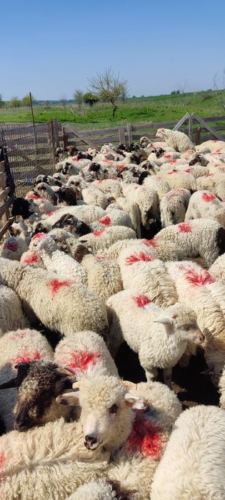 Miei de vanzare 200 bucati