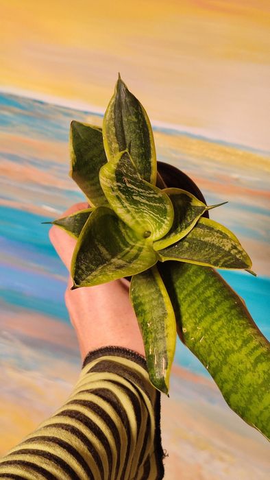 Саньсевьерия Голден Флейм