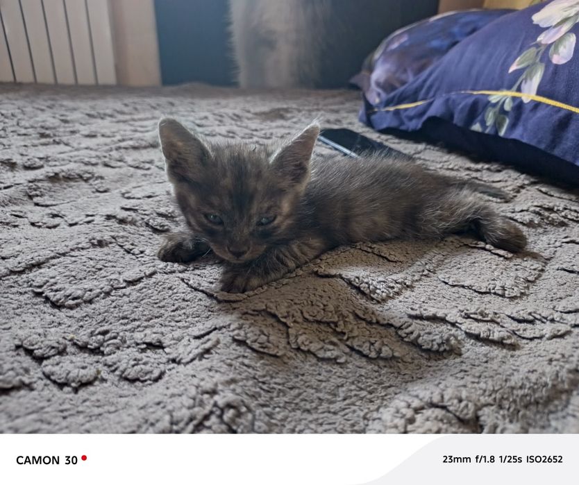 Срочно а там котят в добрые руки