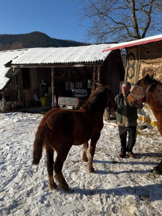 Vând iapa gestantă și mânzat de 8 luni