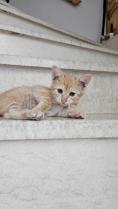 Подарявам малки котета