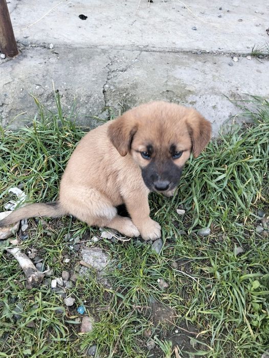 Отдам щенков в добрые руки