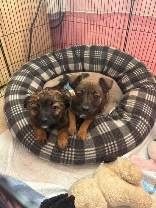 Дребни кученца пазачи