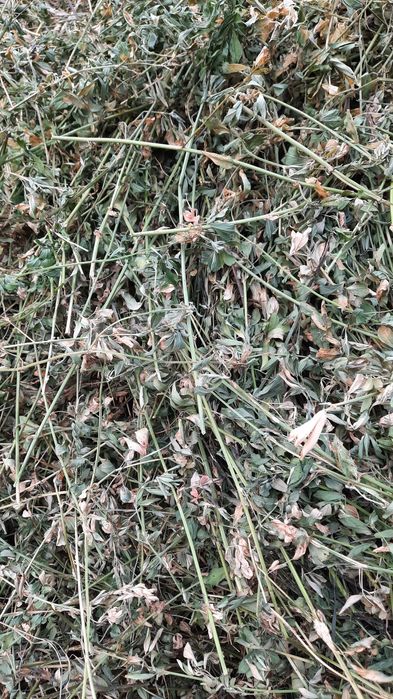 ‼️Baloti de lucerna producție 2025 ‼️