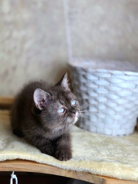 Шикарные золотые шиншиллы