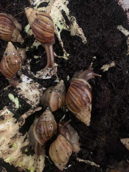 Ахатинские улитки