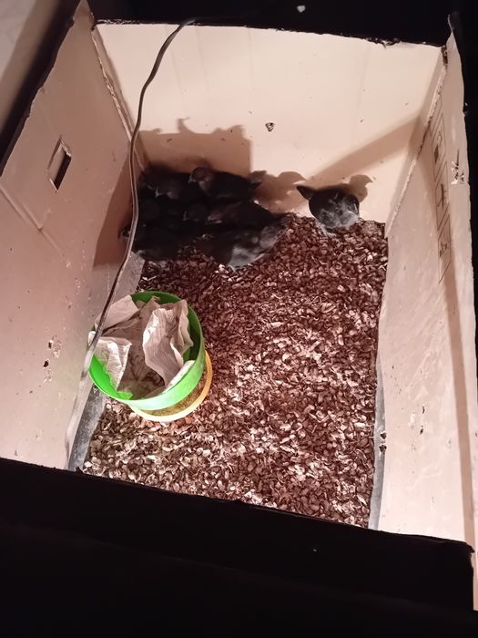 Uxayul tovuq tuxmlari sotlad