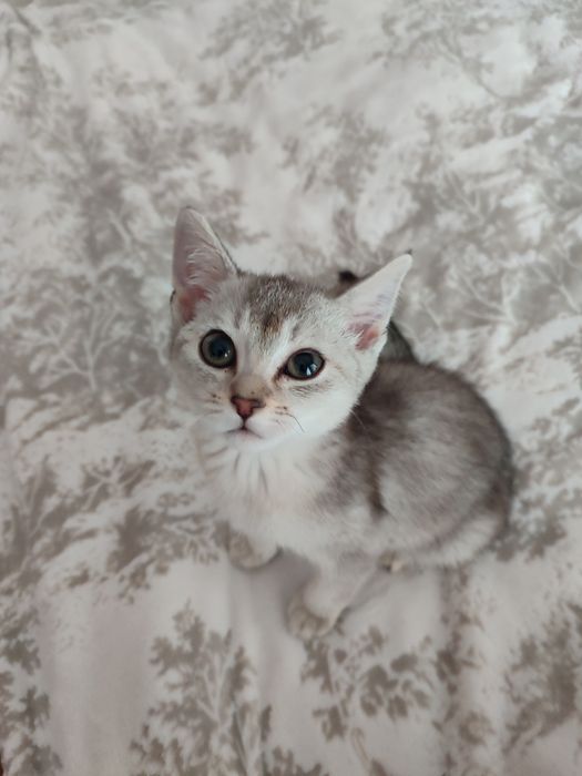 Кошкаа продается