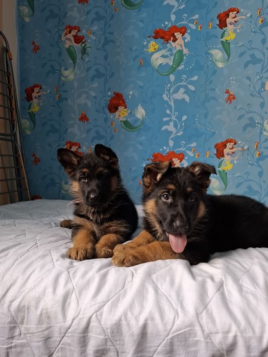 Немецкий щенки овчарки