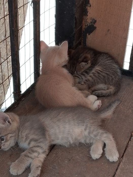 Четыре котята  отдам даром