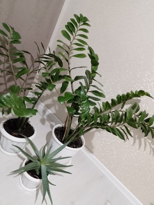 Продам цветы комнатные