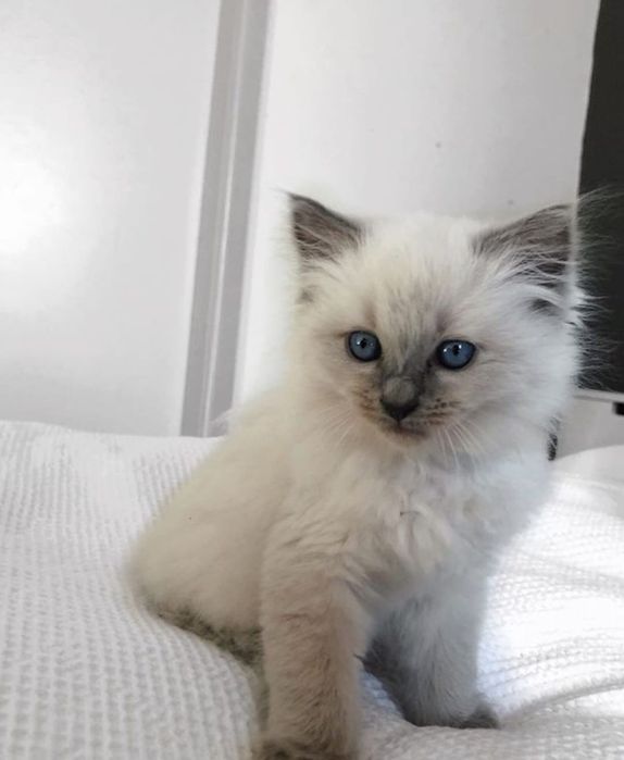 Ragdoll  baietel