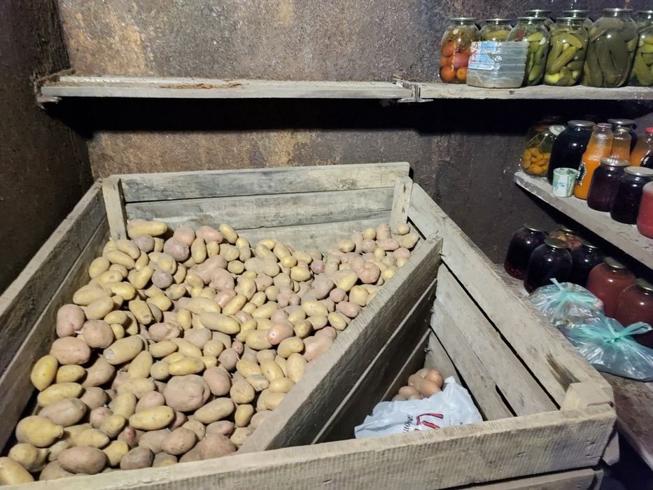 Продам картофель