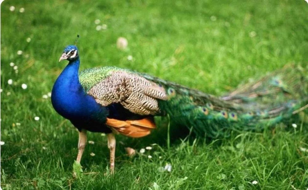 Товус [Pavo] сотилади