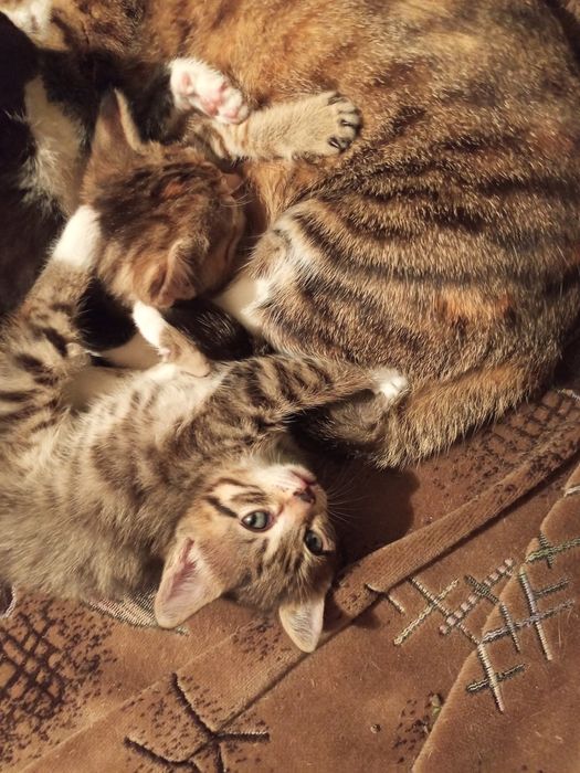 Отдам котят в хорошие руки