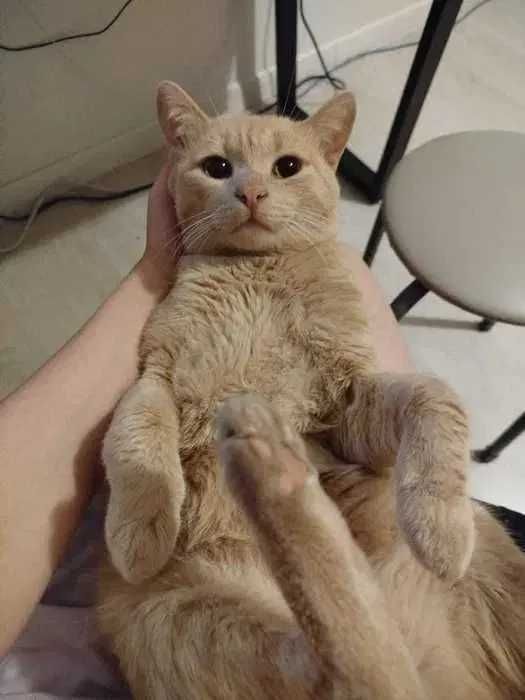Кот рыжий в добрые руки (кастрирован)