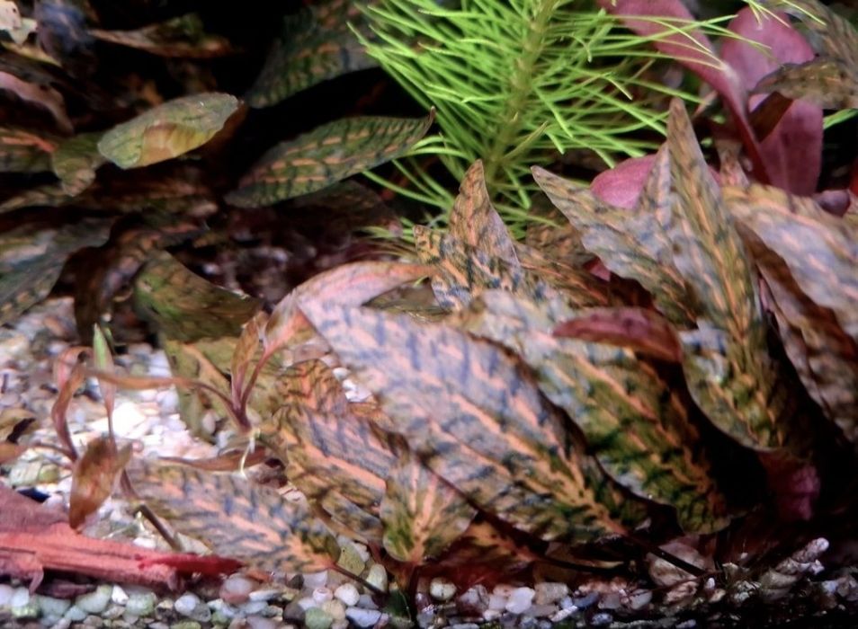 Cryptocoryne Nurii Rosen Maiden