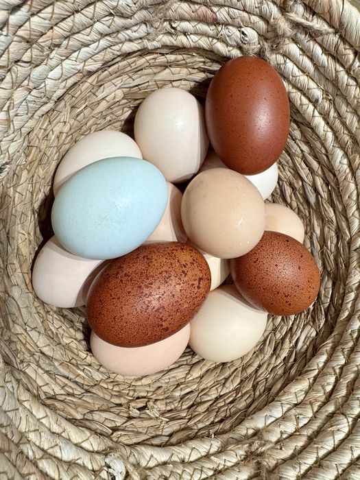 Vand oua bio pentru consum