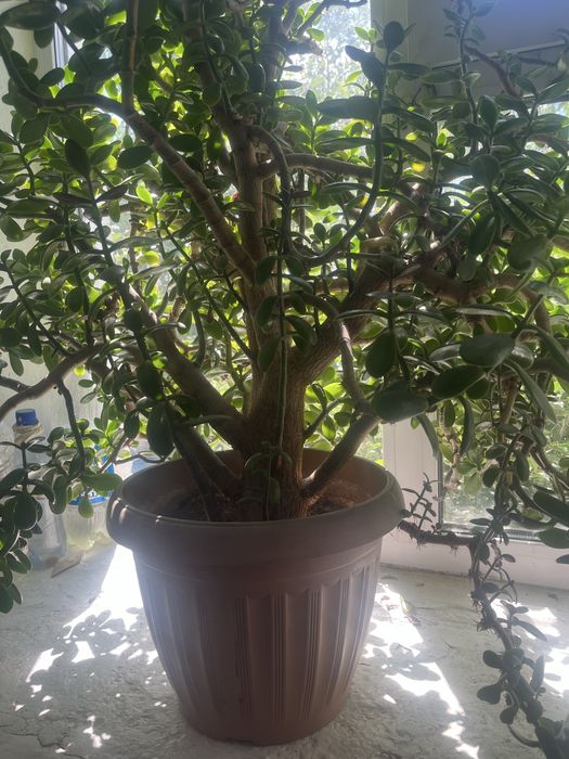 Продам денежное дерева