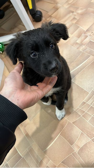 Отдам даром в хорошие руки