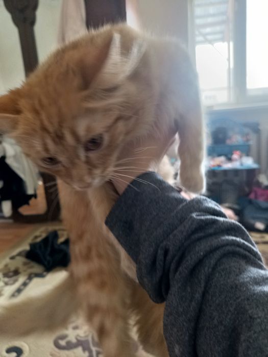 Котенок Мейн Кун