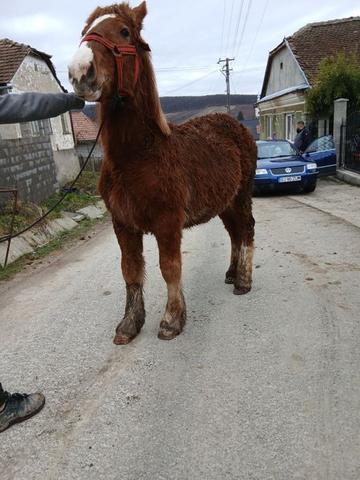 De vanzare manz de 8 luni