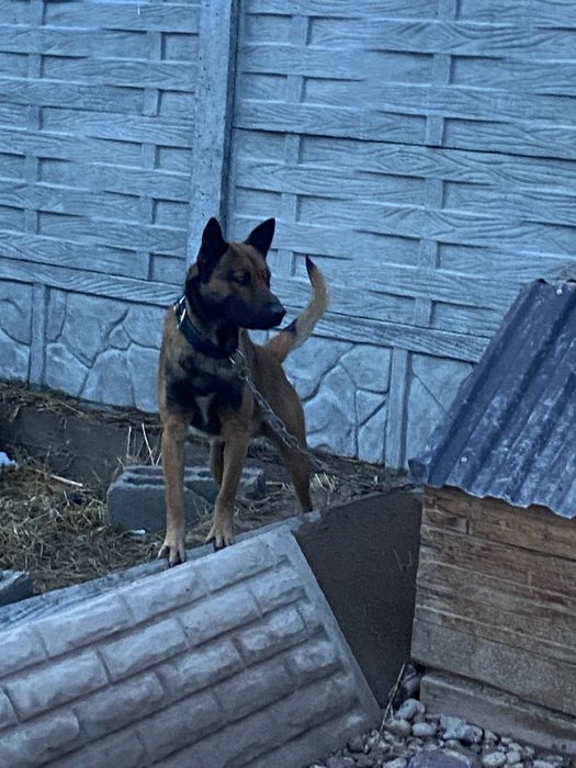 БельгийскаЯ ОвчаркА Срочно!