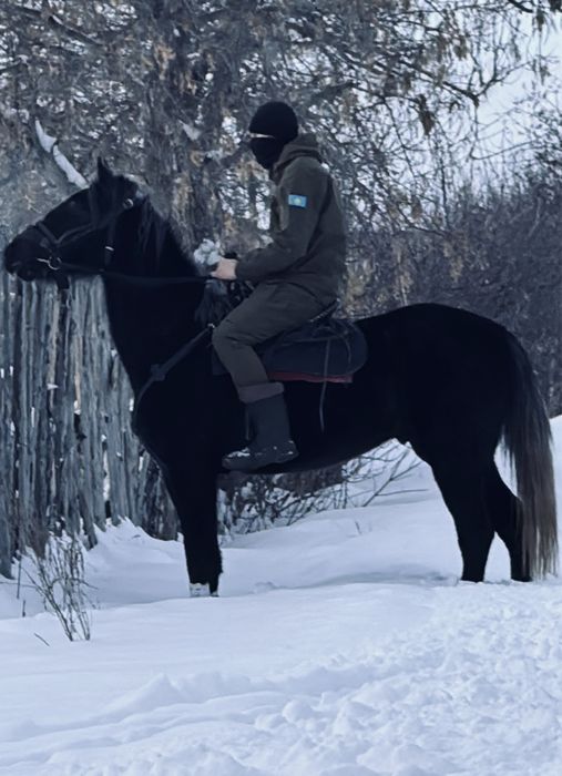 Жеребец Орловец.