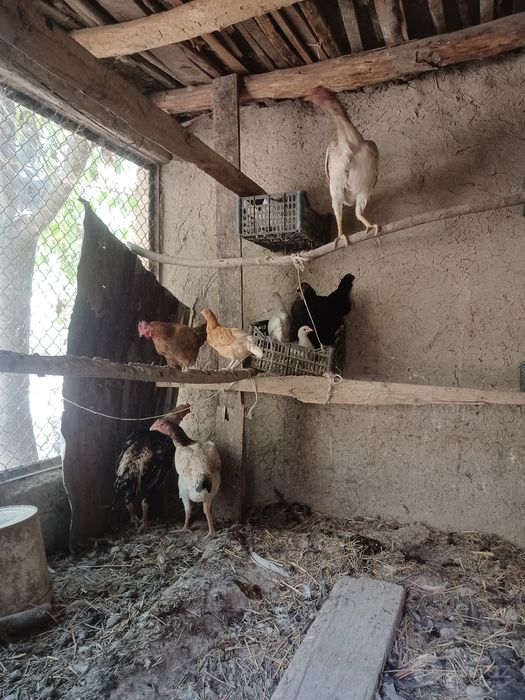 Sotiladi 150mingdan dona 25ta  ichida 6ta jo'jalar bor