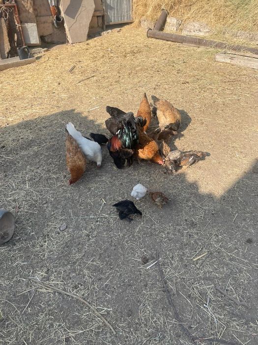 Үйдің тауықтары сатылады