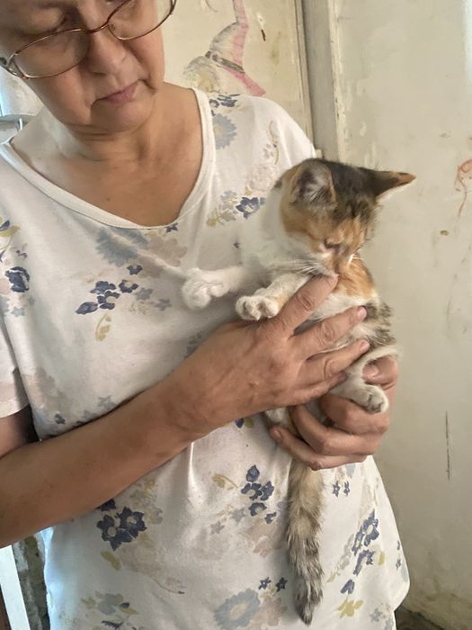 Отдаю котенка девочку. Месяца 3 от роду.