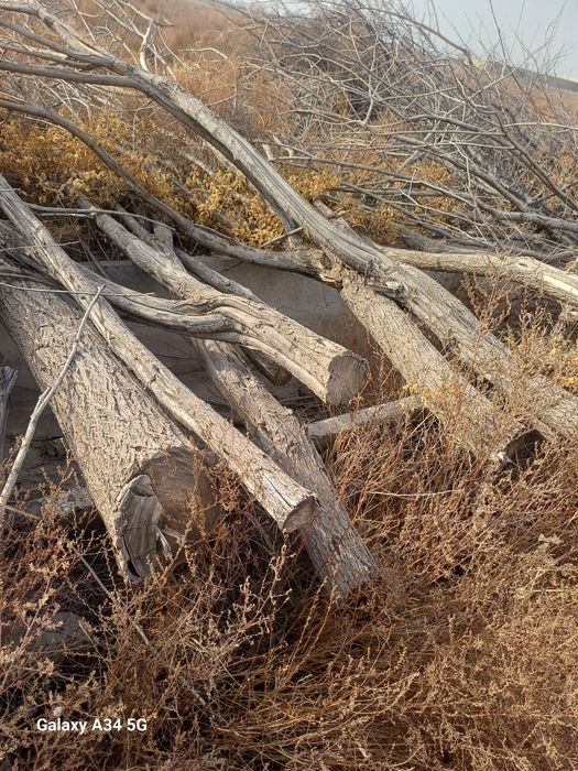 O'tin har xil  zaldori  Tollar