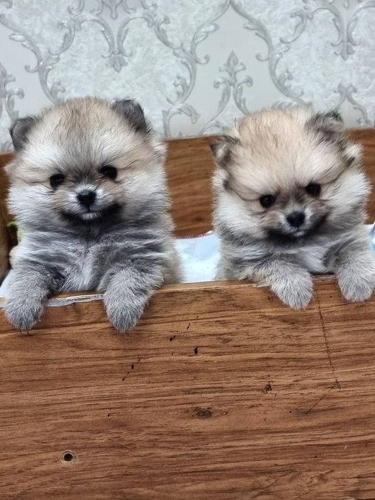 Щенки померанского шпица