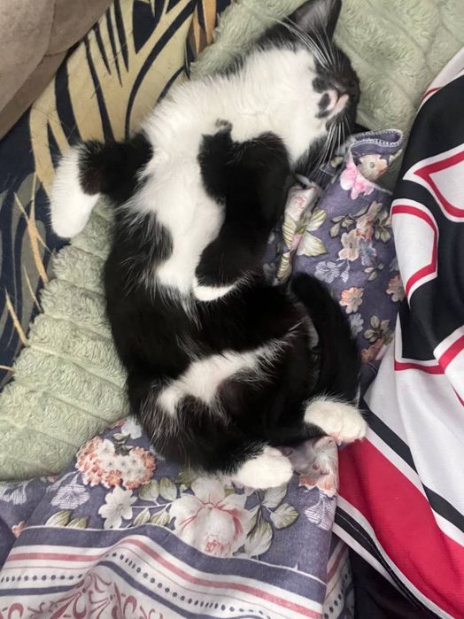 Отдам котенка в добрые руки, девочка