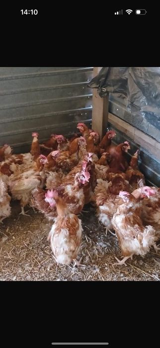 Куры хасики красные