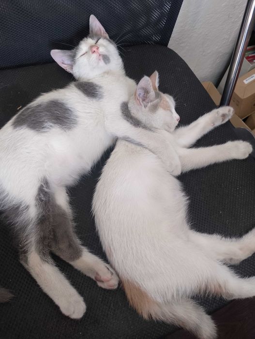 Подарявам малки котета на два месеца