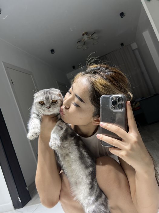 Кошка шатланские