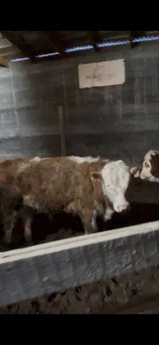 Бычки 1г откорм крс подсос