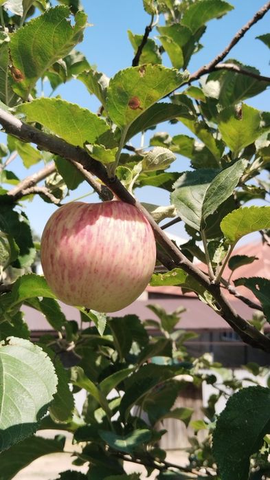 Продам экологически чистые летние яблоки