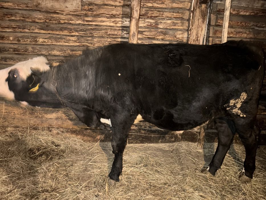 Продам бычков стоит на откорме