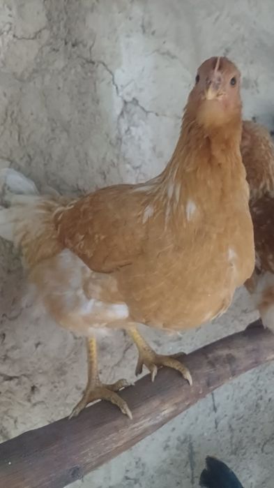 Продам кур ломан Браун