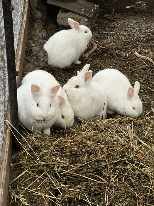 Vand superbitati de companie